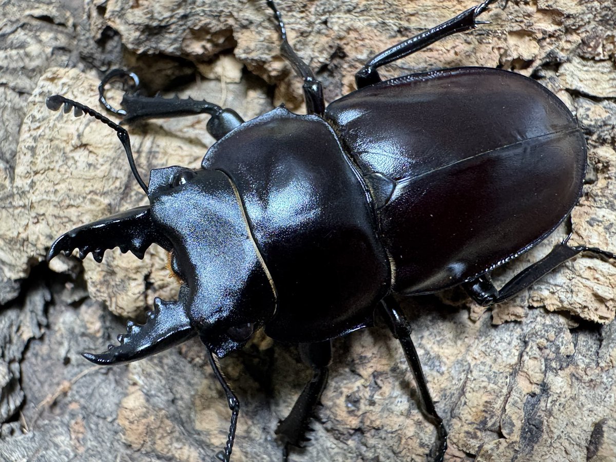 ギアスルンバ標本 楽天市場】美麗/希少種【DDA】ギアスゾウカブト(ルン