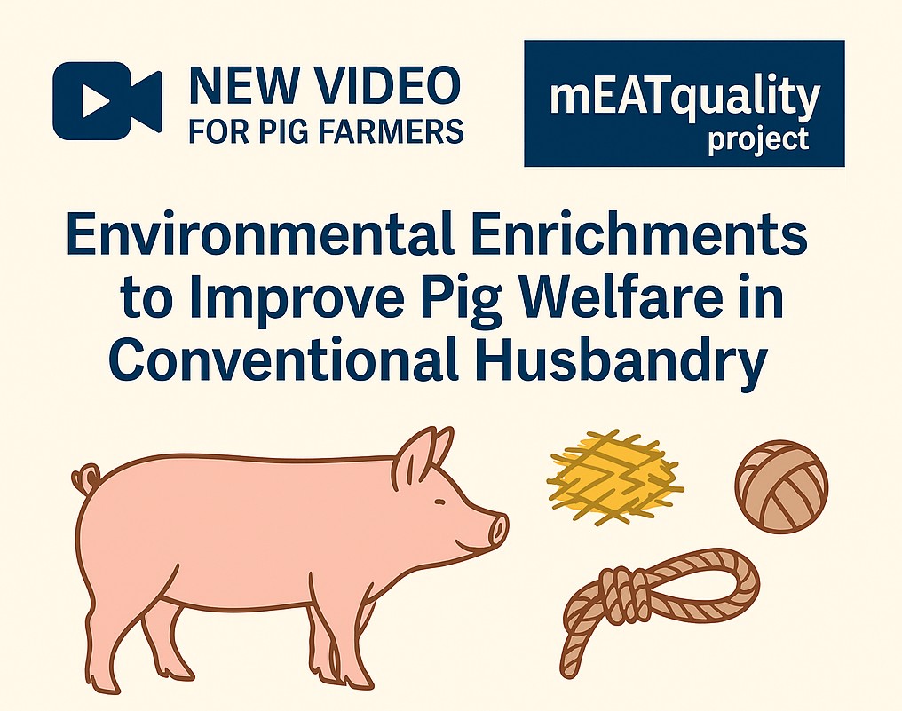 🐖 New Video for Pig Farmers!
Improve welfare in indoor systems with simple, low-cost enrichments:
✅ Reduce stress
✅ Support natural behaviors
✅ Boost sustainability
🎥 Watch now: sl1nk.com/7gtaC

<a href="/WUR/">Wageningen U&R</a> @up_poznan <a href="/crpasocial/">CRPA</a> <a href="/AarhusUni_int/">Aarhus University</a> <a href="/Ecovalia/">Ecovalia</a> <a href="/BSW_anivet/">Animal behaviour, stress and welfare - AU</a>