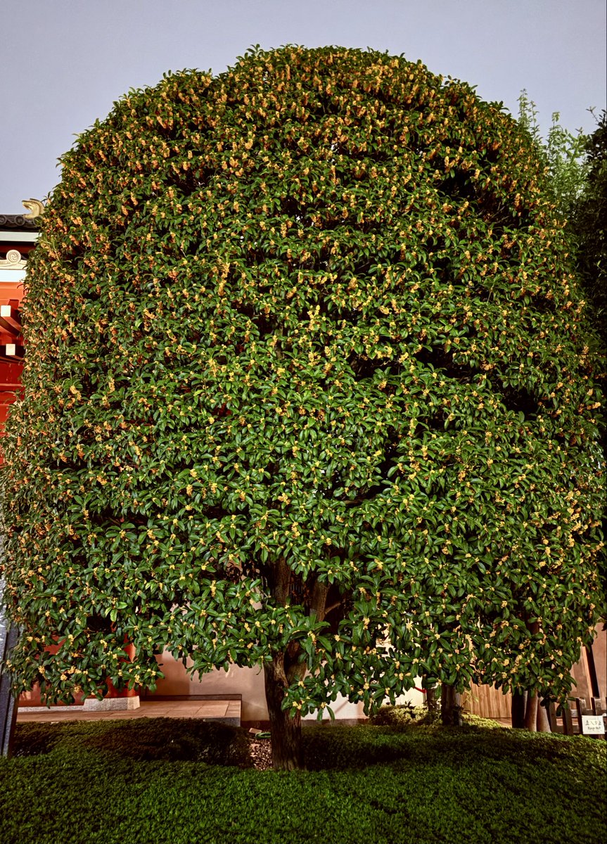 歩いていると、金木犀の香りが…
この時期の特権ですよね^^
大好きな香り。
それにしても、立派な金木犀の木です！
満開！