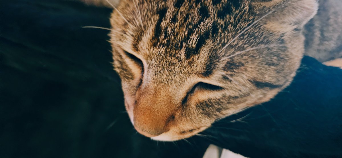 용이와 별이와 겨울 tweet media