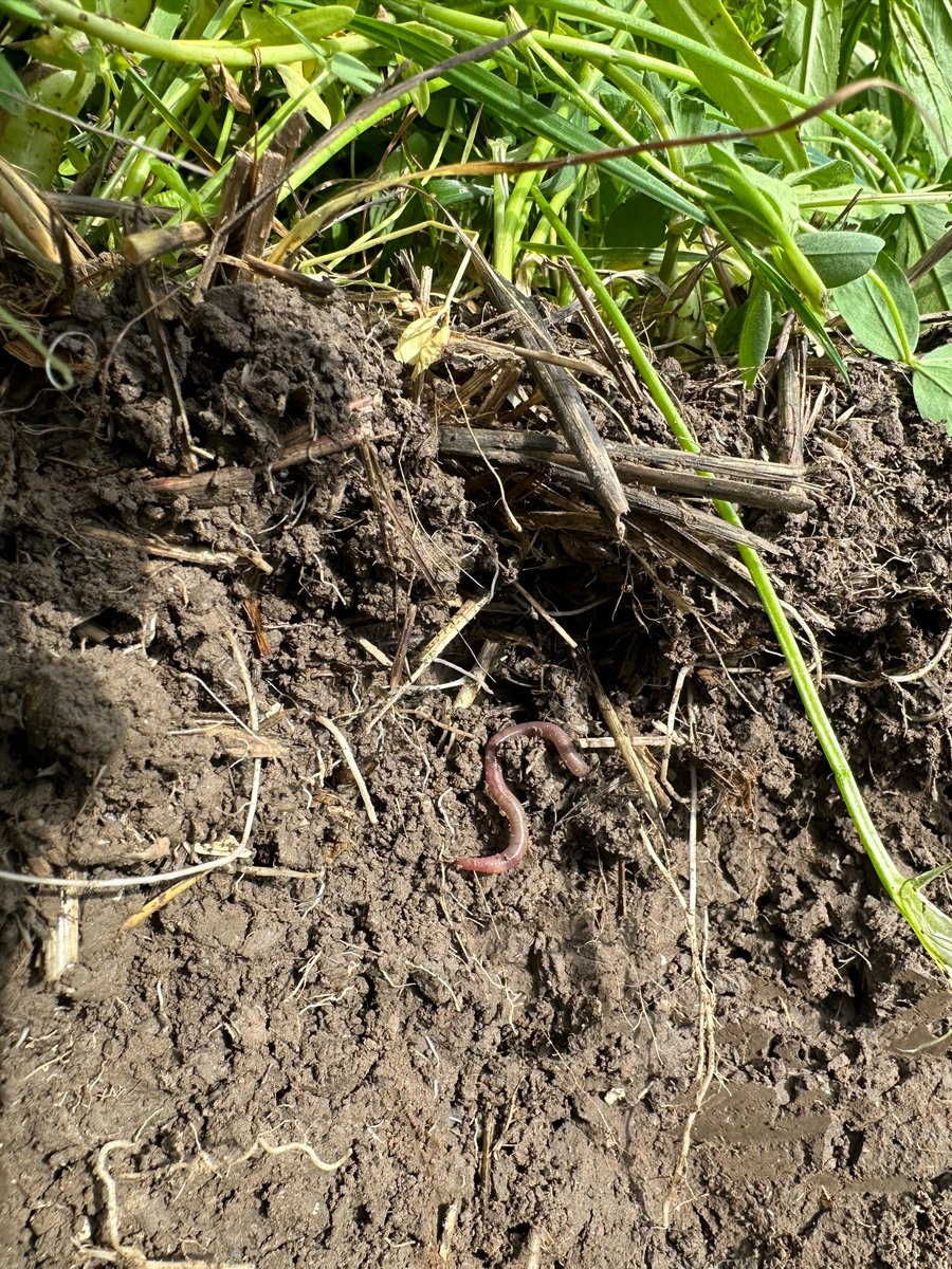 🪱 🦠 GEZONDE BODEM. ‘Vraag mij niet welk groenbemestermengsel het beste tegen griep is!’ Onderzoek legt steeds vaker verbanden tussen het microbioom in de bodem en dat in het menselijke darmstelsel. 
bit.ly/48If6Ey
