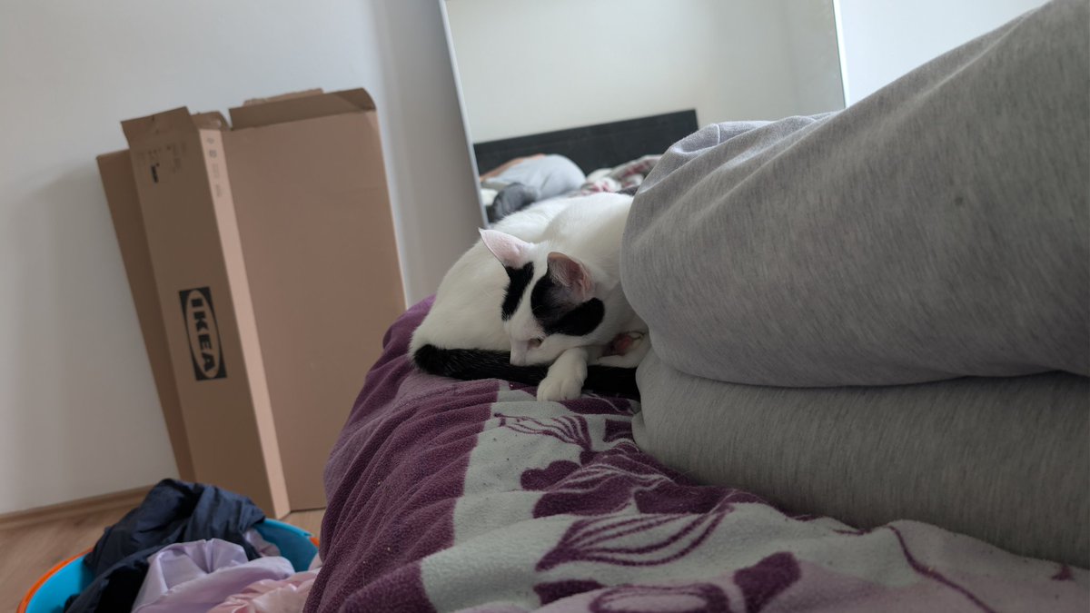 Der Schädel schallert.. aber zumindest süßer Supporter am Start 🥲♥️