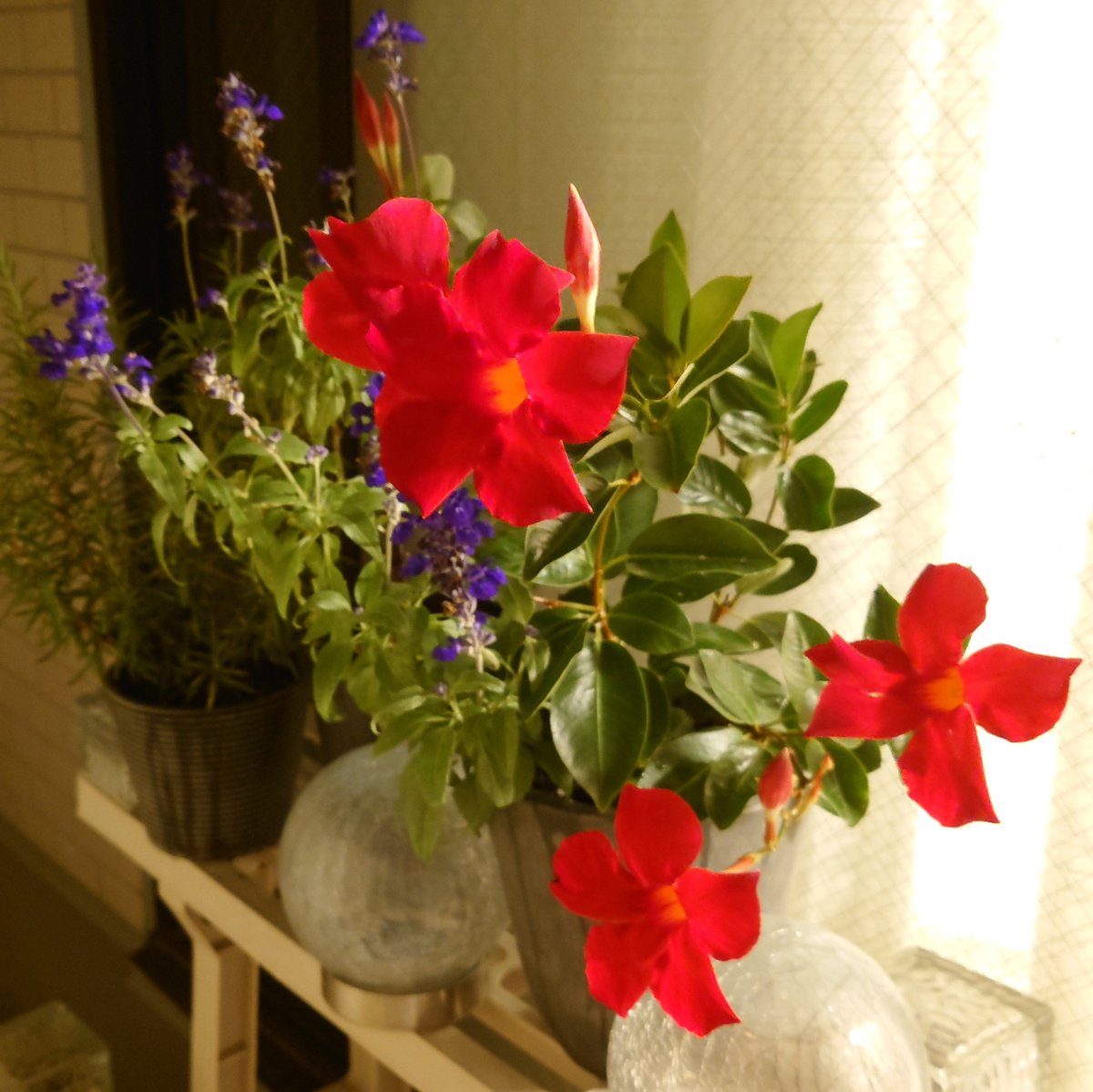 秋の朝 - Search / X