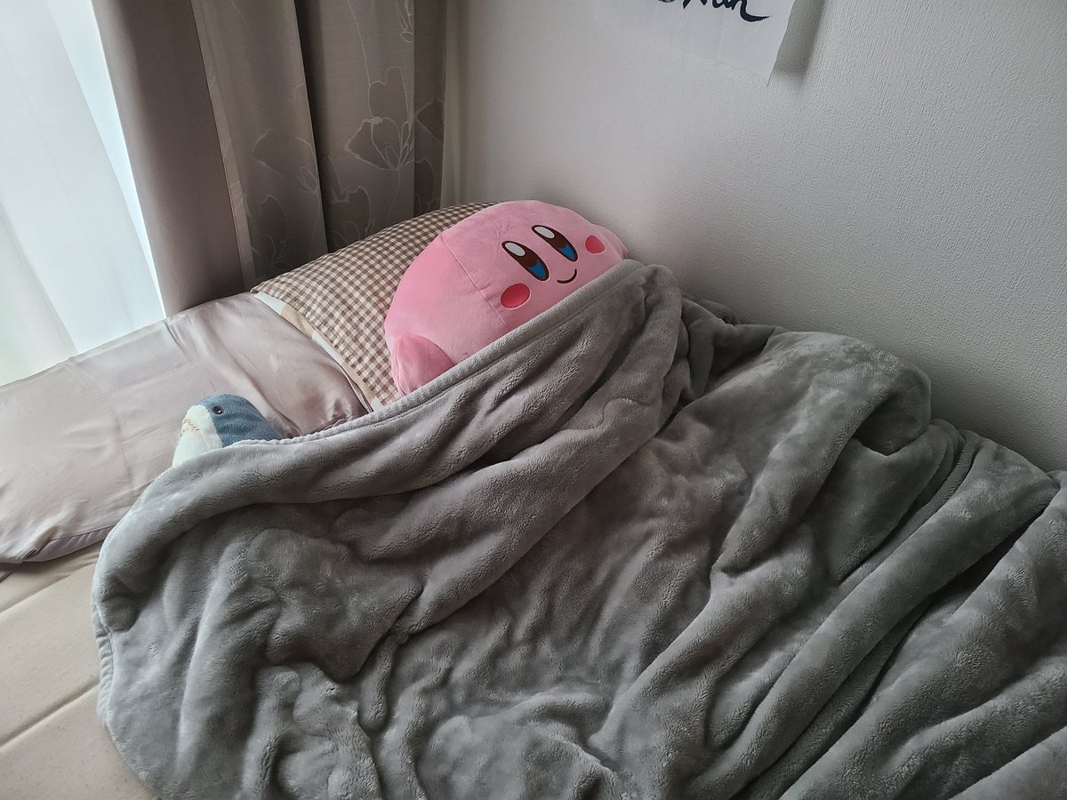poyo081's tweet image. 家帰ったらぽよちゃん寝てた！
