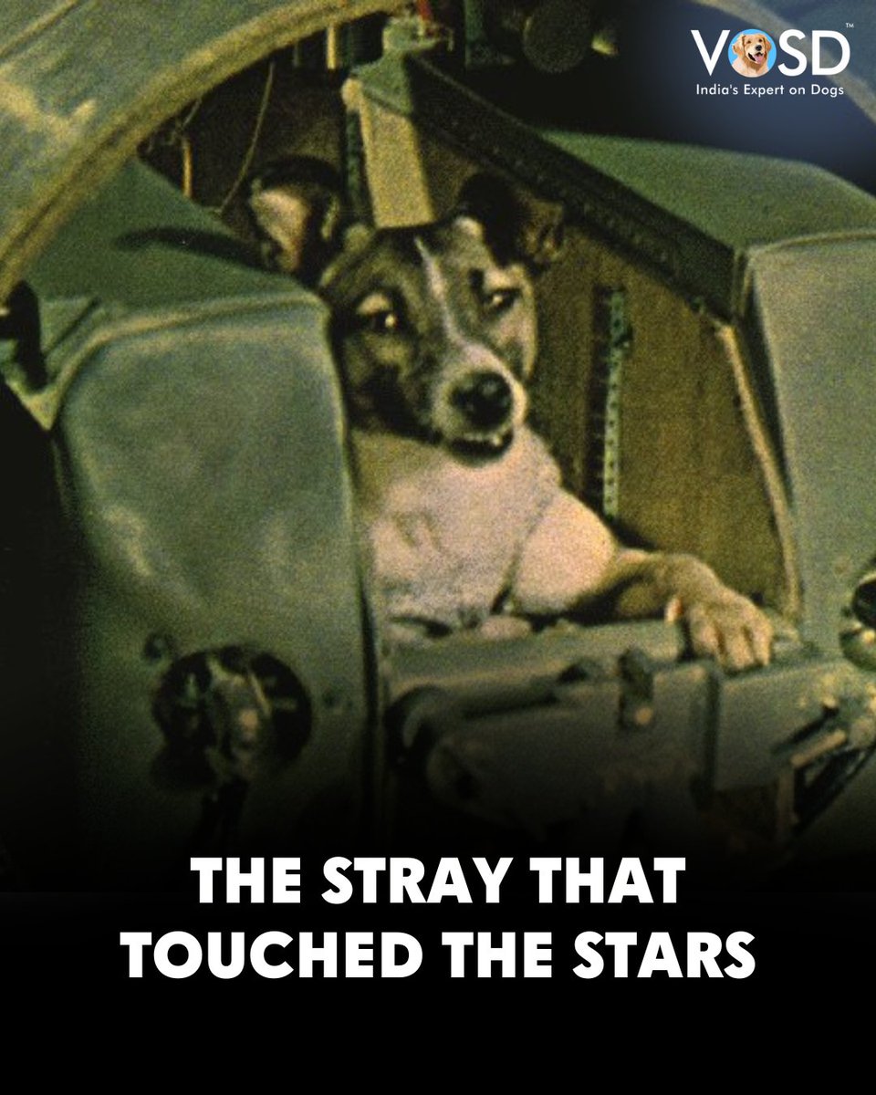 67 years ago, a stray from Moscow named Laika became the first living being to orbit Earth. She didn’t choose to be a hero — she just trusted. A small heart that made a giant leap for humankind. 

👉🏻 whatsapp.com/channel/0029Vb…

#Laika #TheVOSDDaily #VOSD #IndiasExpertonDogs