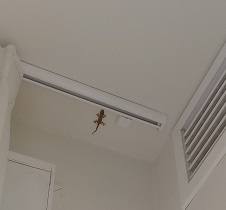 Este bebé ha sido mi acompañante durante varios días.

Mira que había espacio, pero... no se despegaba de mí.

A veces estas cosas pasan.

Al irme, me despedí y le dije eso de "hasta la próxima". Quizá, para la próxima vez haya crecido. Quizá amenice con su presencia los días y