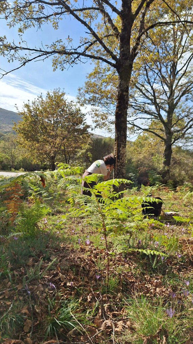 CLEANFOREST COST Action (@ca_cleanforest) on Twitter photo Can #lichens be excellent trainers in #ScienceCommunication? Let’s ask CLEANFOREST’s #communication coordinator (and lichenologist) <a href="/MunziSilvana/">Silvana Munzi</a> during the next episode of our Young Researchers‘ interview series.
27 October 2025, 13:00 – 13:45 CET
Info: cleanforest.eu/news/ninght-in… Can #lichens be excellent trainers in #ScienceCommunication? Let’s ask CLEANFOREST’s #communication coordinator (and lichenologist) <a href="/MunziSilvana/">Silvana Munzi</a> during the next episode of our Young Researchers‘ interview series.
27 October 2025, 13:00 – 13:45 CET
Info: cleanforest.eu/news/ninght-in…