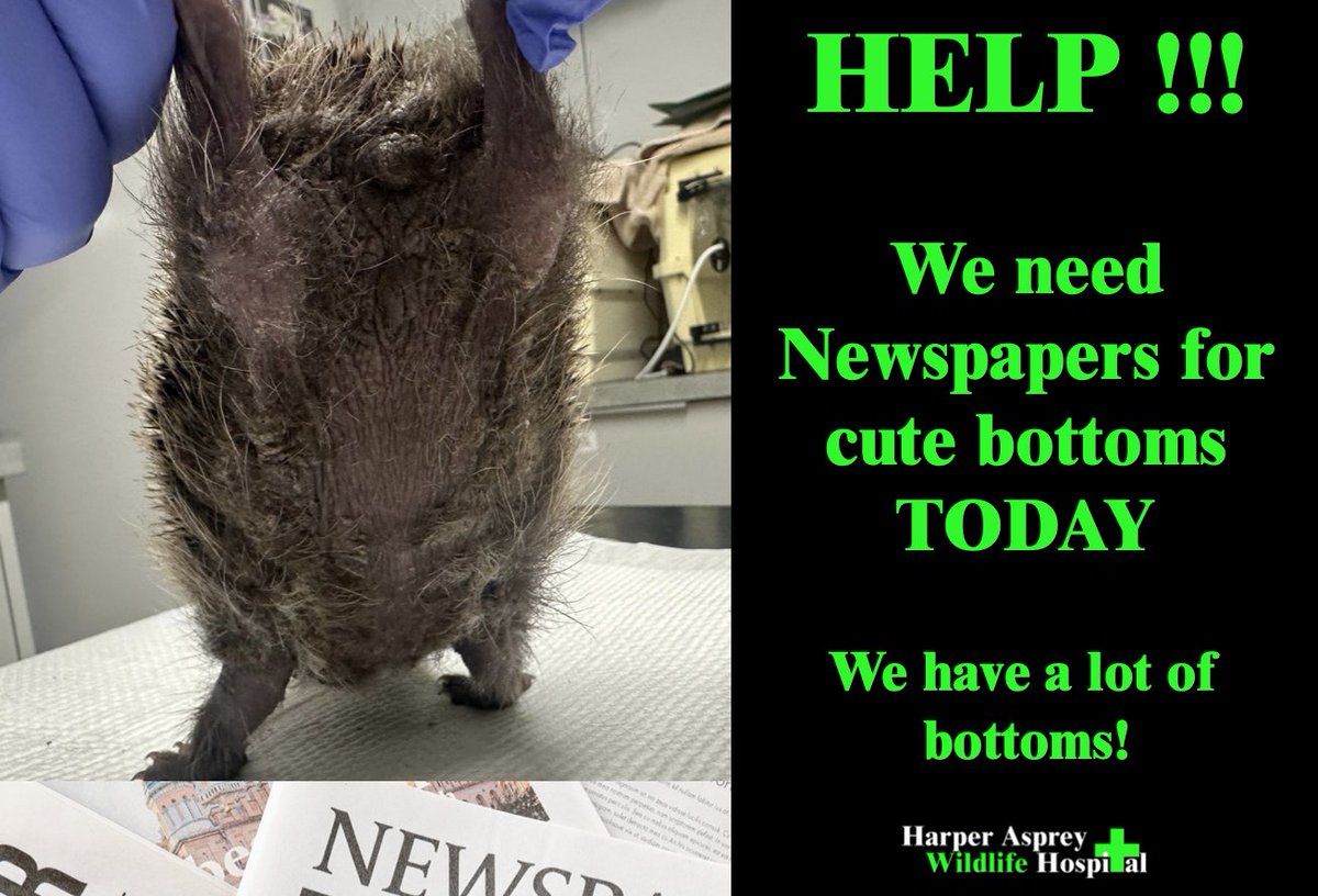 HELP PLEASE !!!
We need Newspapers for cute bottoms TODAY 
We have a lot of bottoms!