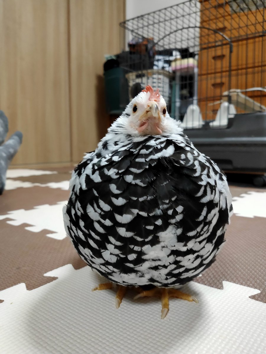 星363 (@hoshi_363) / Posts / X