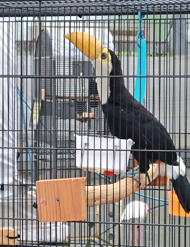 sato2306mo's tweet photo. 以前掛川花鳥園でみたベビーたち☺️
かわいすぎる
もう大きいんだろうなあ
豆腐文鳥たちにも会いたい https://t.co/WxDNX6GrpT