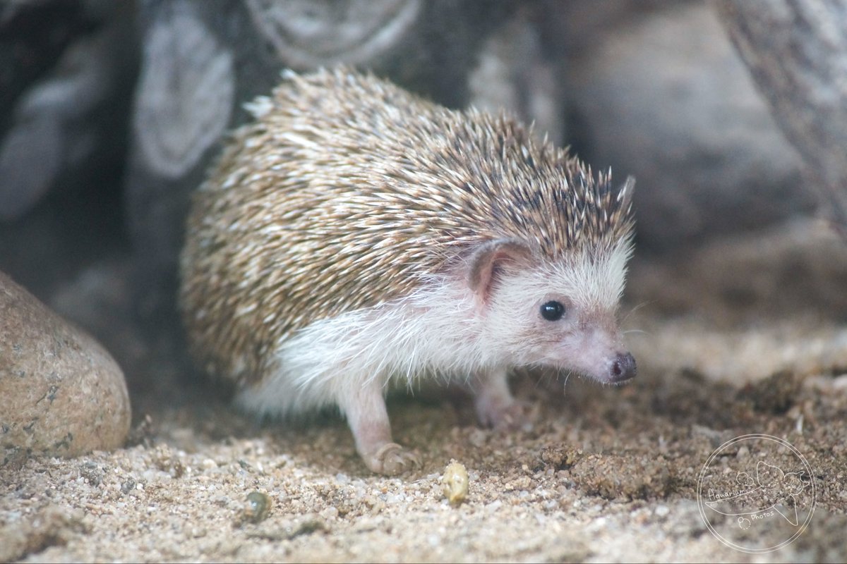 齧齒類ページ ❤️ アクア on X