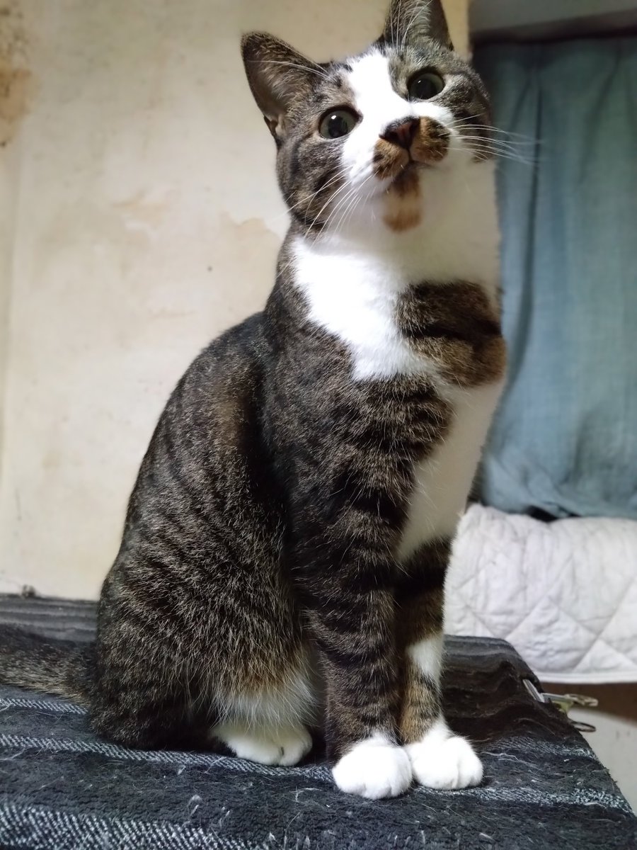 ネコ好き おめかしした日💜😸 #愛猫 #ZZ #ぜっちゃん