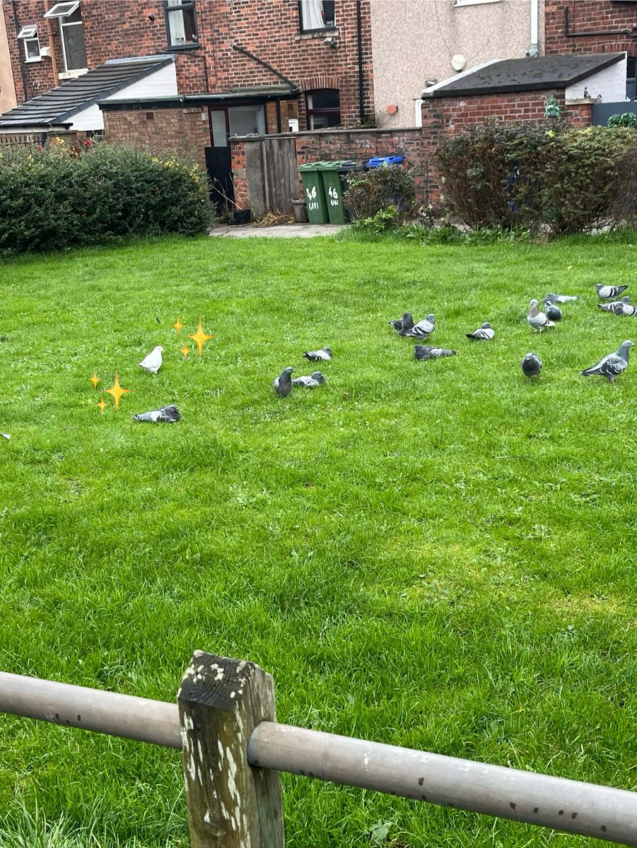 Found a shiny in an irl pigeon outbreak