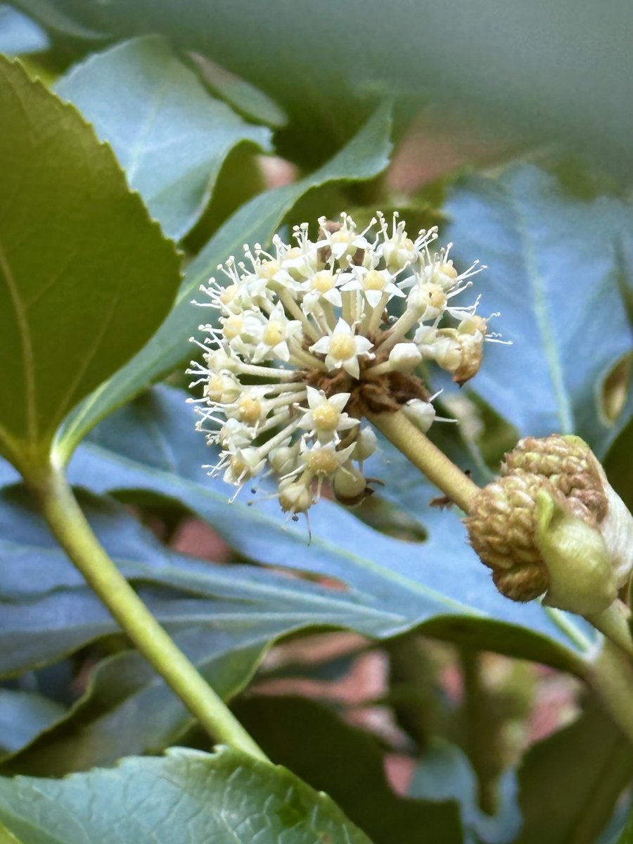 Fatsia flowers! What will you spot on your wonder-filled Wednesday? #JoyScavengerHunt
