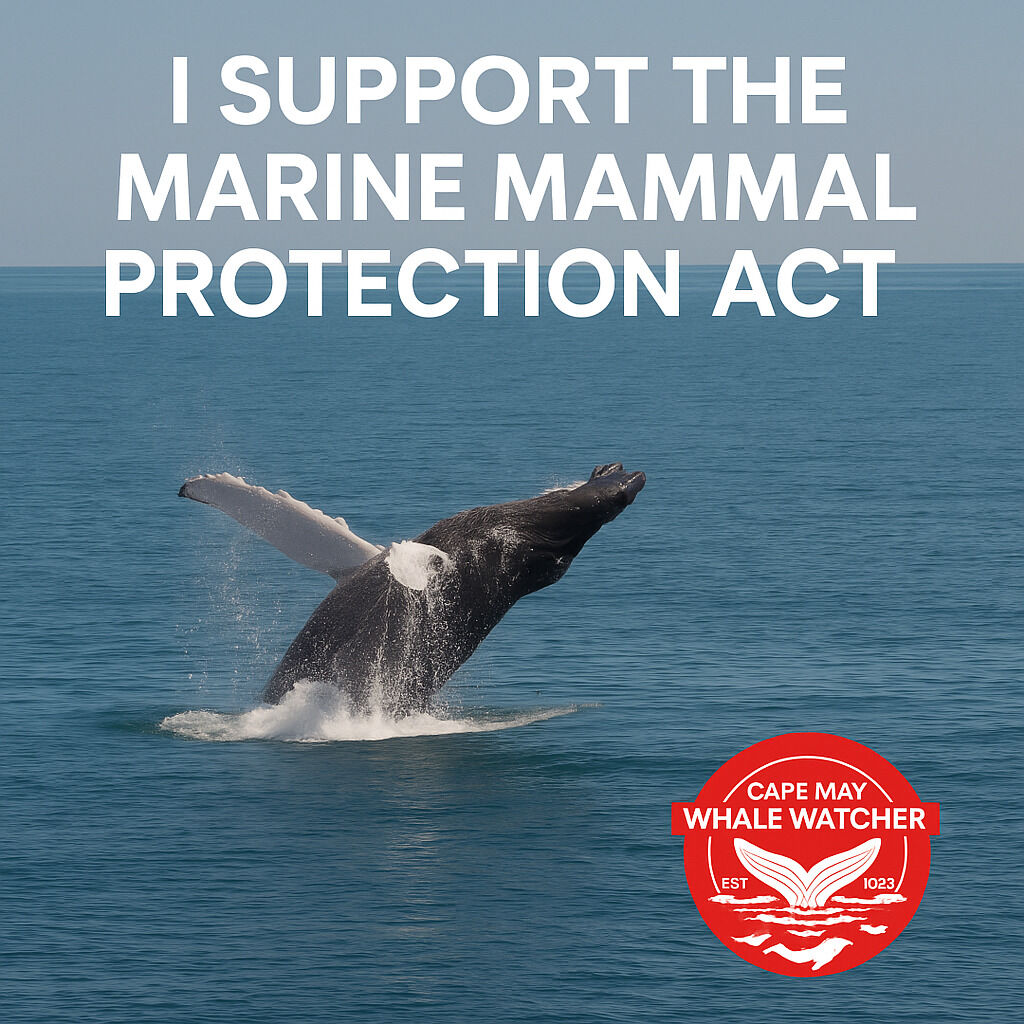 The Marine Mammal Protection Act was signed into law 53 years ago today by President Richard Nixon. Since then, it has protected every single species of marine mammal in US waters from extinction. 🐋🐬🦭🦦🐻‍❄️

Unfortunately, what was once hailed as a bipartisan triumph of environm