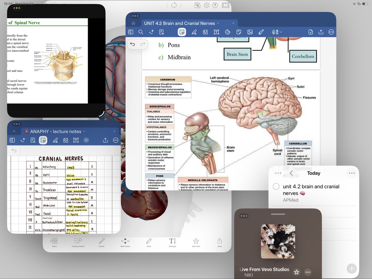 my ipad + the nervous system 🧠  ·˚. ‧₊