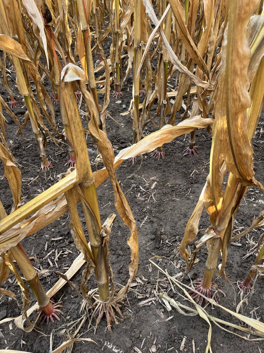 Lots of good corn out there in Huron/Perth but also some scary stuff. Crown rot causing lodging, ear mould, sprouting at base of ear from water sitting in the husk of upright ears. Harvest fields with these issues asap. #harvest25 #ontag