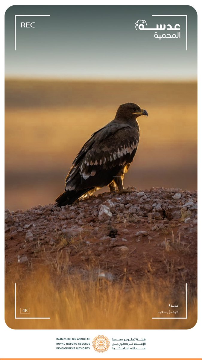 عقاب البادية يحط رحاله في #محمية_الإمام_تركي_بن_عبدالله_الملكية أثناء هجرته الموسمية 🦅