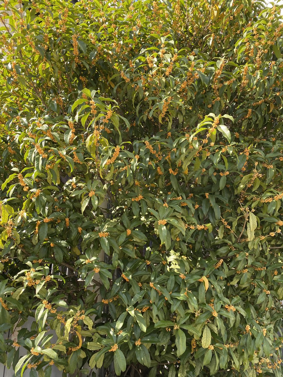 DesignEngineerZ's tweet image. おはようございます！

金木犀の季節ですね🌳

秋の楽しみのひとつです😌

#エンジニア #エンジニアと繋がりたい #企業公式相互フォロー #企業公式秋のフォロー祭り #企業公式さんと繋がりたい #企業公式が地元の天気を言い合う #企業公式が朝の挨拶を言い合う #企業公式つぶやき部