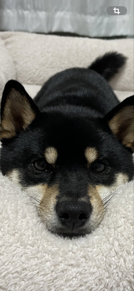 05chiii29's tweet photo. あざといって！
#黒豆柴
#柴犬
#日本犬
#柴犬大好き　
#豆柴の居る暮らし https://t.co/D4ksgumJ5u