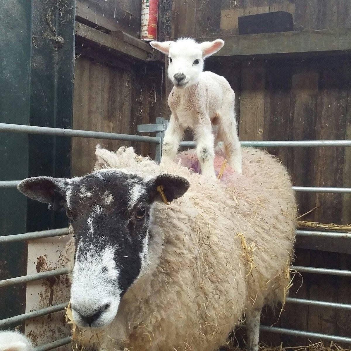 We have a stunt lamb here! 😜 🐑 

📸 Doe Park CaravanSite