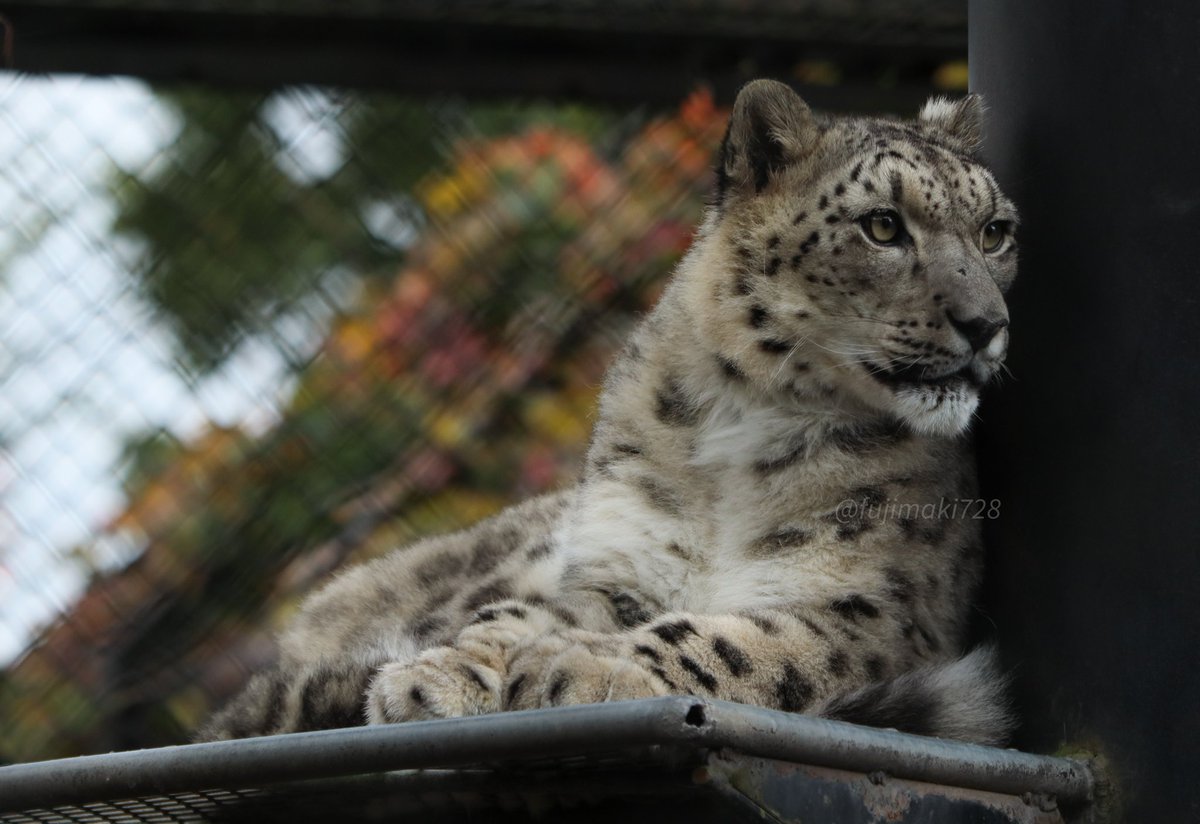 Yo3翼 (@yo3_wing) / Posts / X