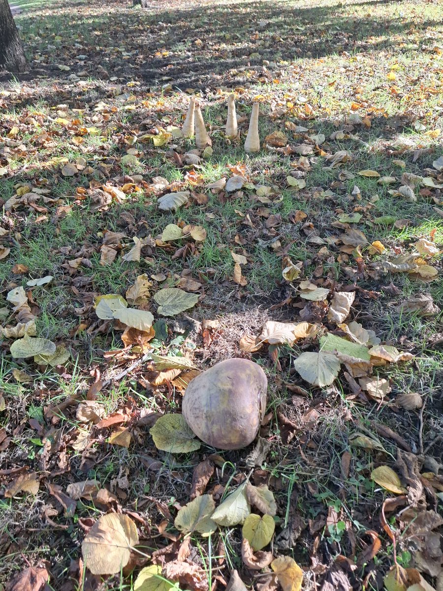 Forest School today in  Royal Terrace Park . Hammocks,Bat and Moth game, Mexican God's eyes, wooden spinning tops,Turnip and Parsnip bowling and lots more!!!