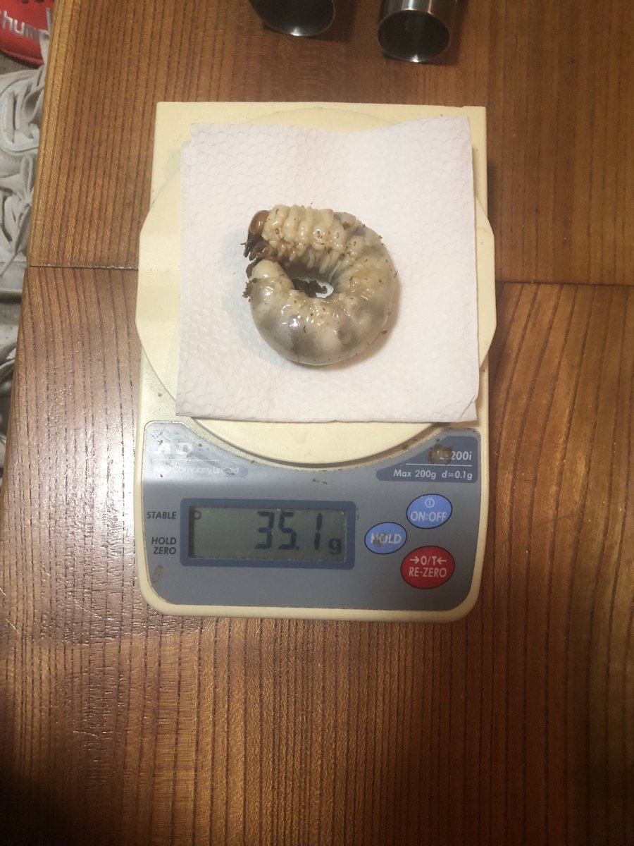 レイチェル (@Raychell_SR) / Posts / X