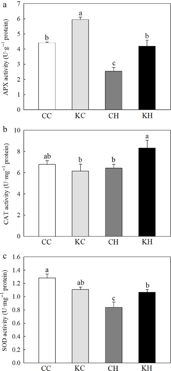 #GrassResearch #CreepingBentgrass #HeatTolerance
🌡️Foliar KAR₁ boosts creeping bentgrass heat tolerance via activating antioxidant defense, stress signaling and HSP genes, easing heat damage.
<a href="/MaximumAcademic/">Maximum Academic</a> <a href="/AbioticStress/">Abiotic stress in plants (Green Survivors)</a>
Details: maxapress.com/article/doi/10…