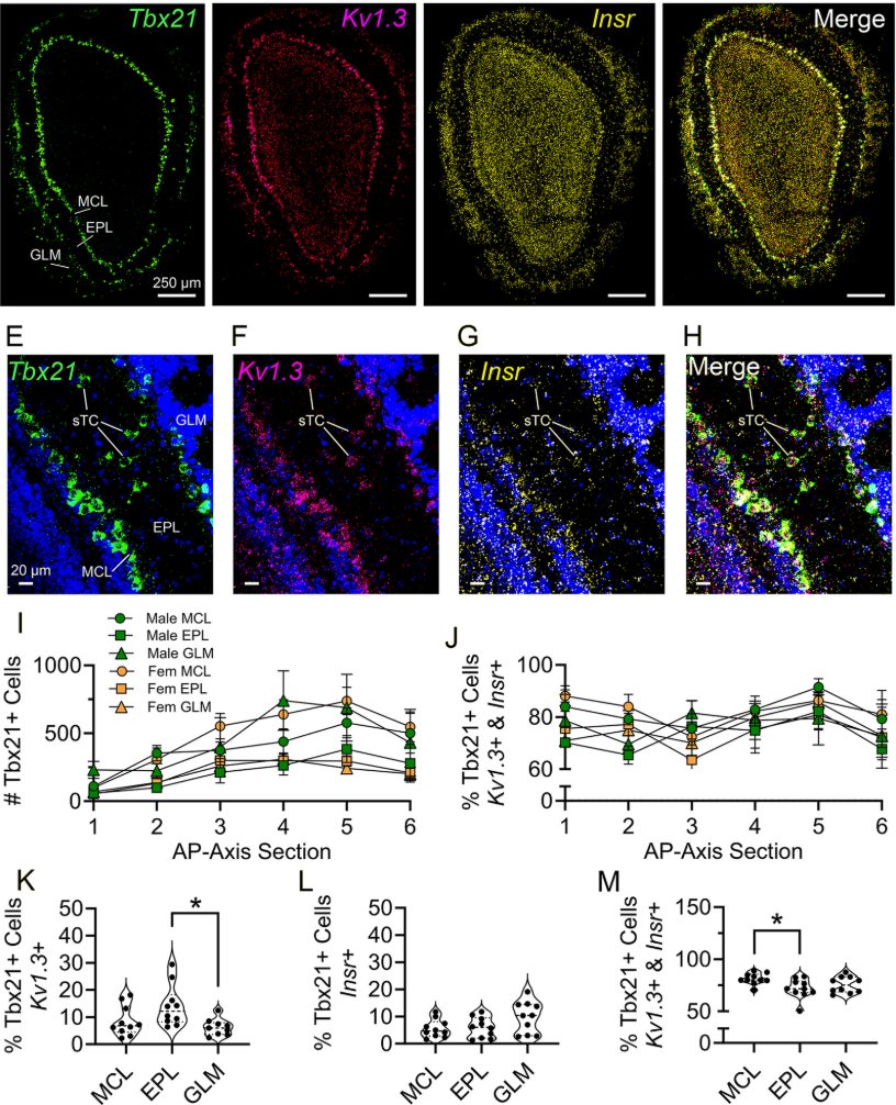 J Cell Science tweet media