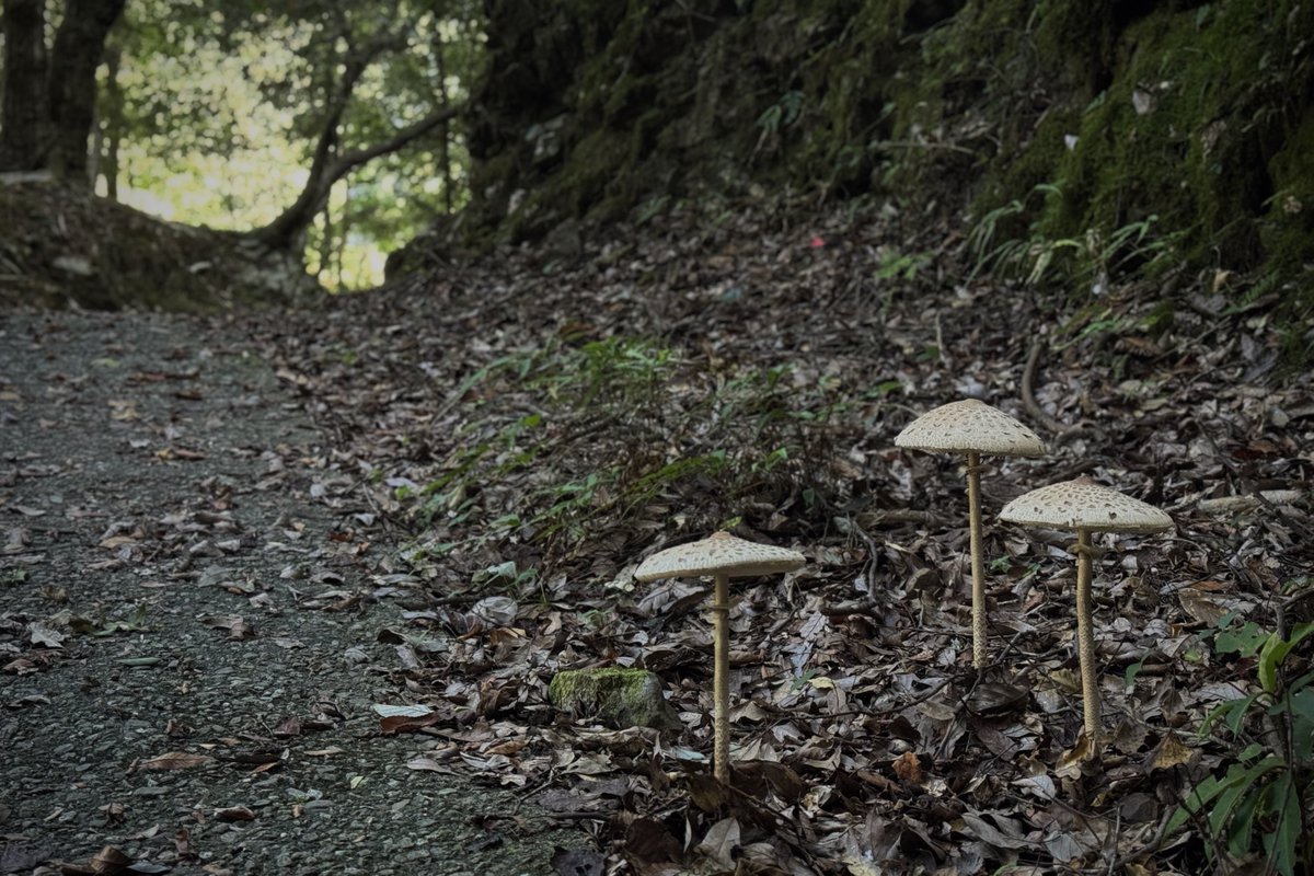 ゆらしあ🌱 (@always_rain3) on Twitter photo 