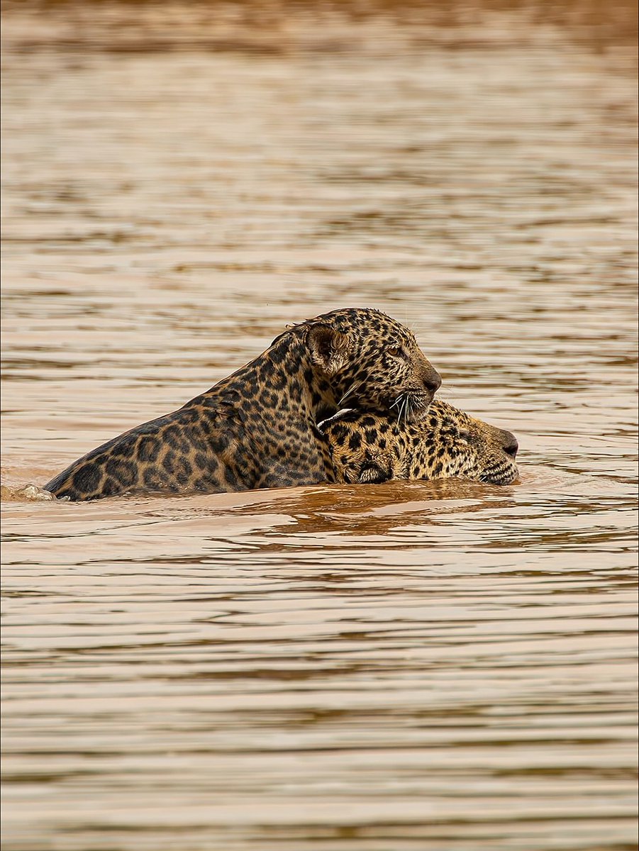 SMNK1972's tweet image. Piggy backing on mum for your first swim. What a magical capture from Dona Chica Slingueri taken in Porto Jofre Pantanal