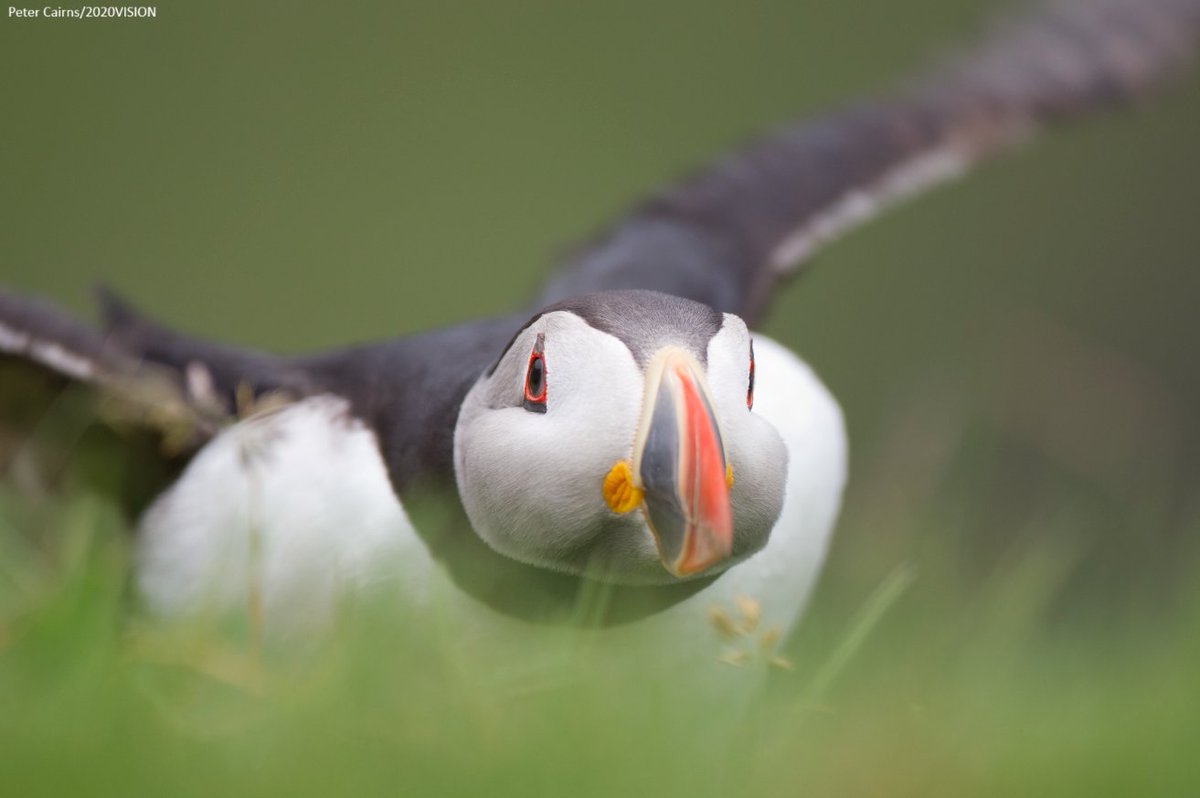 The Wildlife Trusts tweet media