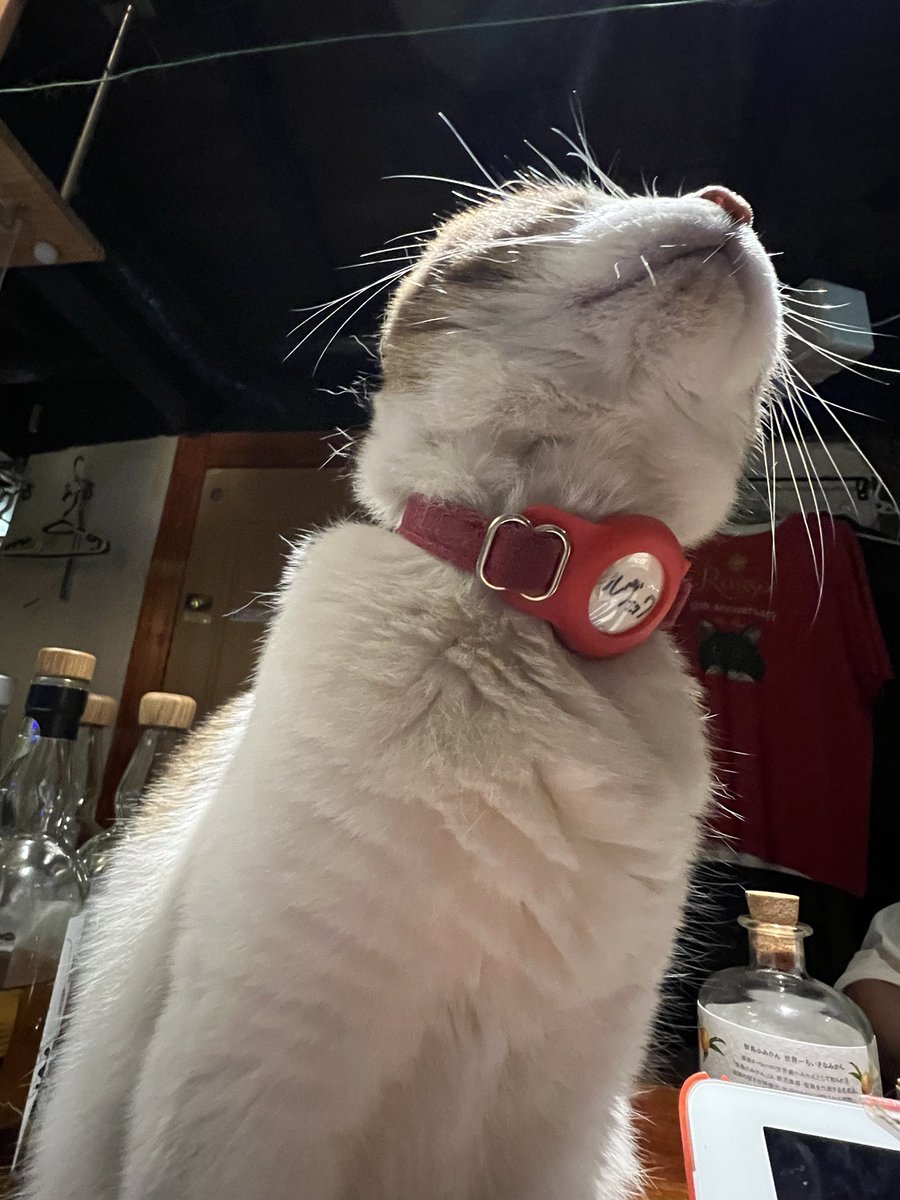 LUY1221's tweet photo. マル先輩がヒマしてます🐱
#カウンターから見る風景
#4CsBarROSSO https://t.co/SM0ROS8ts8