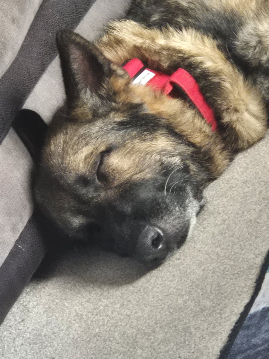 RPD Pacer tweet media