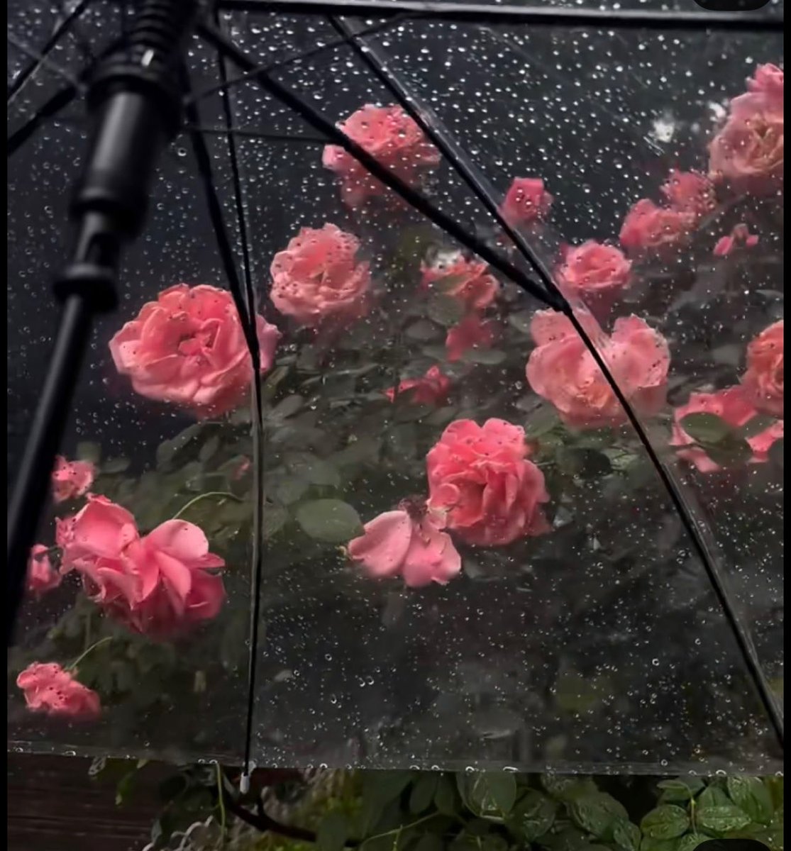 "كُن ذا يقينٍ بأنّ الجدبَ يتبعُهُ
غيثٌ يُغشّي الثرى وردًا وياسمينا".