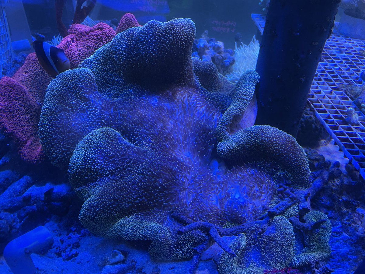 海水魚 ｻﾝｺﾞ専門店VESSEL（ﾍﾞｯｾﾙ） on X