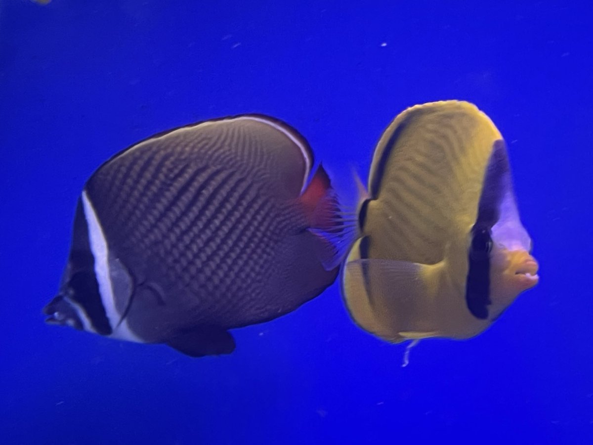 珊瑚　2 il_340x270.2953701051_7b5d.jpg