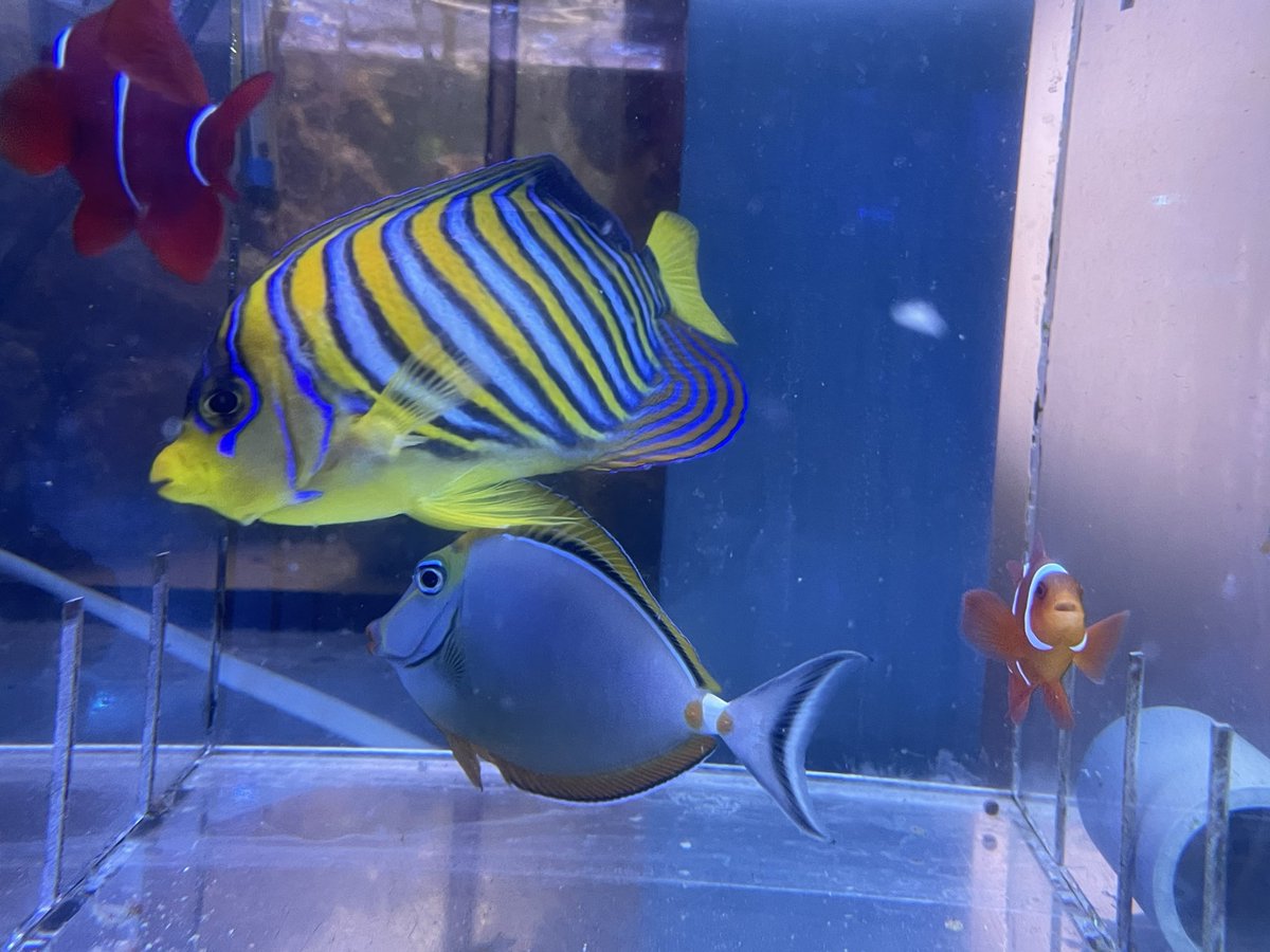 海水魚 ｻﾝｺﾞ専門店VESSEL（ﾍﾞｯｾﾙ） on X