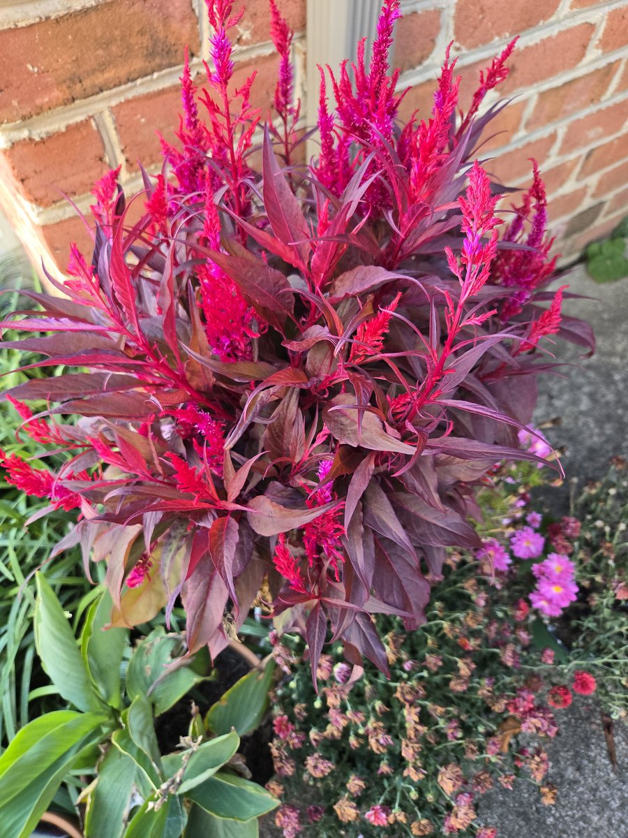 Deborah E. Hammond tweet media