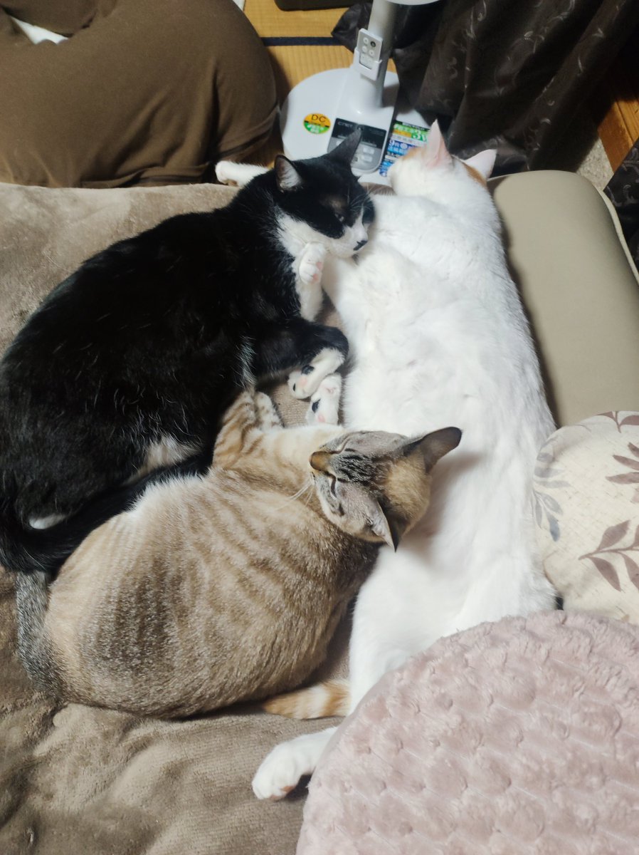 デカくて暑いねこと、小さくて寒いねこ達

#ユキノアマオ