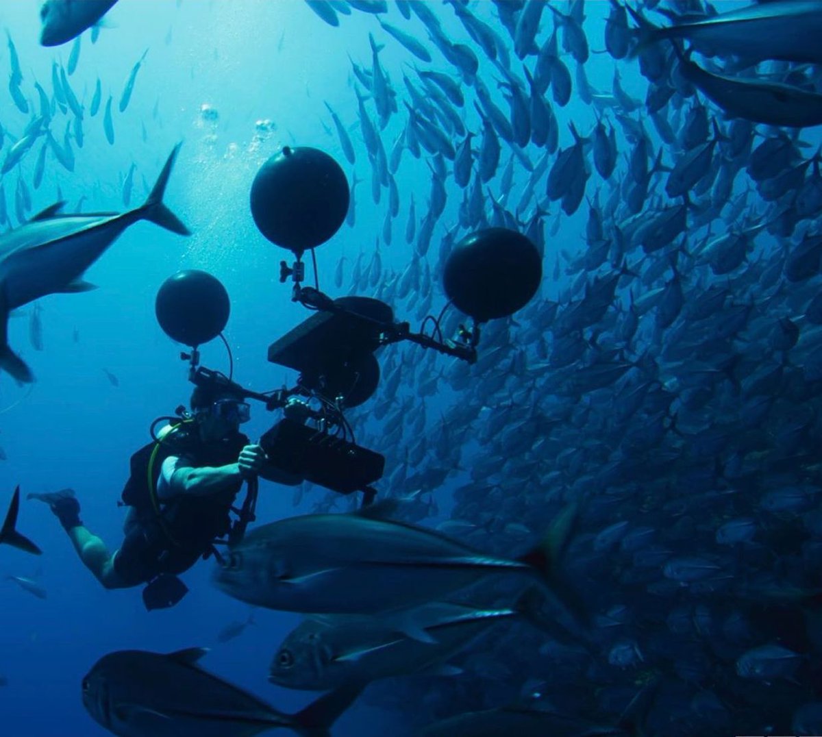 Altered___State's tweet image. Our podcast from the last talk SOUND WAVES - CHANGING THE SOUNDTRACK OF THE OCEAN alteredstate.org.uk/podcast

@DrSteveSimpson inspired us, habitats ravaged by climate change &amp;amp; pollution can recover &amp;amp; thrive, using sound

Hosts were @MirandaKnature &amp;amp; @FUTURES_NIGHT

#bristoltalks