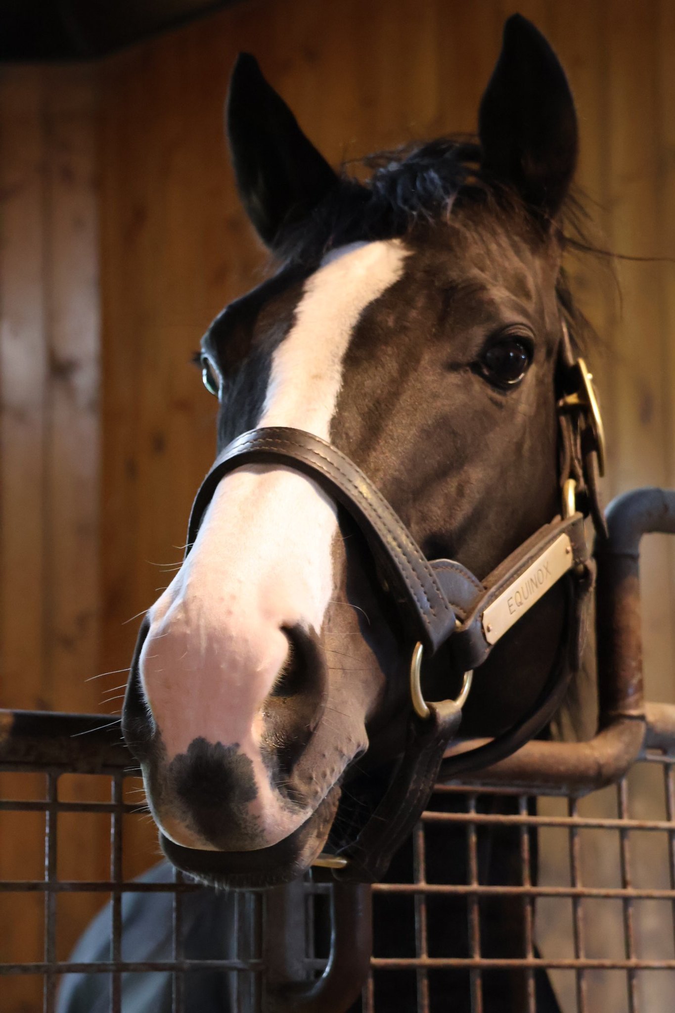 イクイノックス・ - Search / X