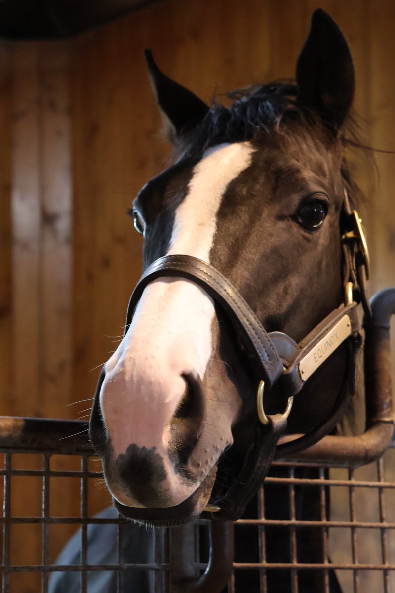 イクイノックス　実使用　調教　蹄鉄　鬣　一本付き　② イクイノックス 実使用 調教 蹄鉄 鬣 一本付き ②