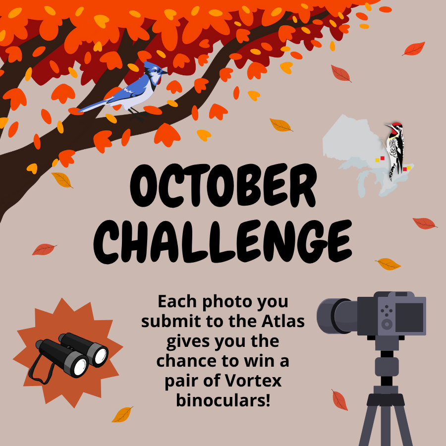 Challenge Time🏆! Submit your photos or other media related to the Atlas for the chance to win a pair of Vortex binoculars! For more information visit birdsontario.org/challenge/