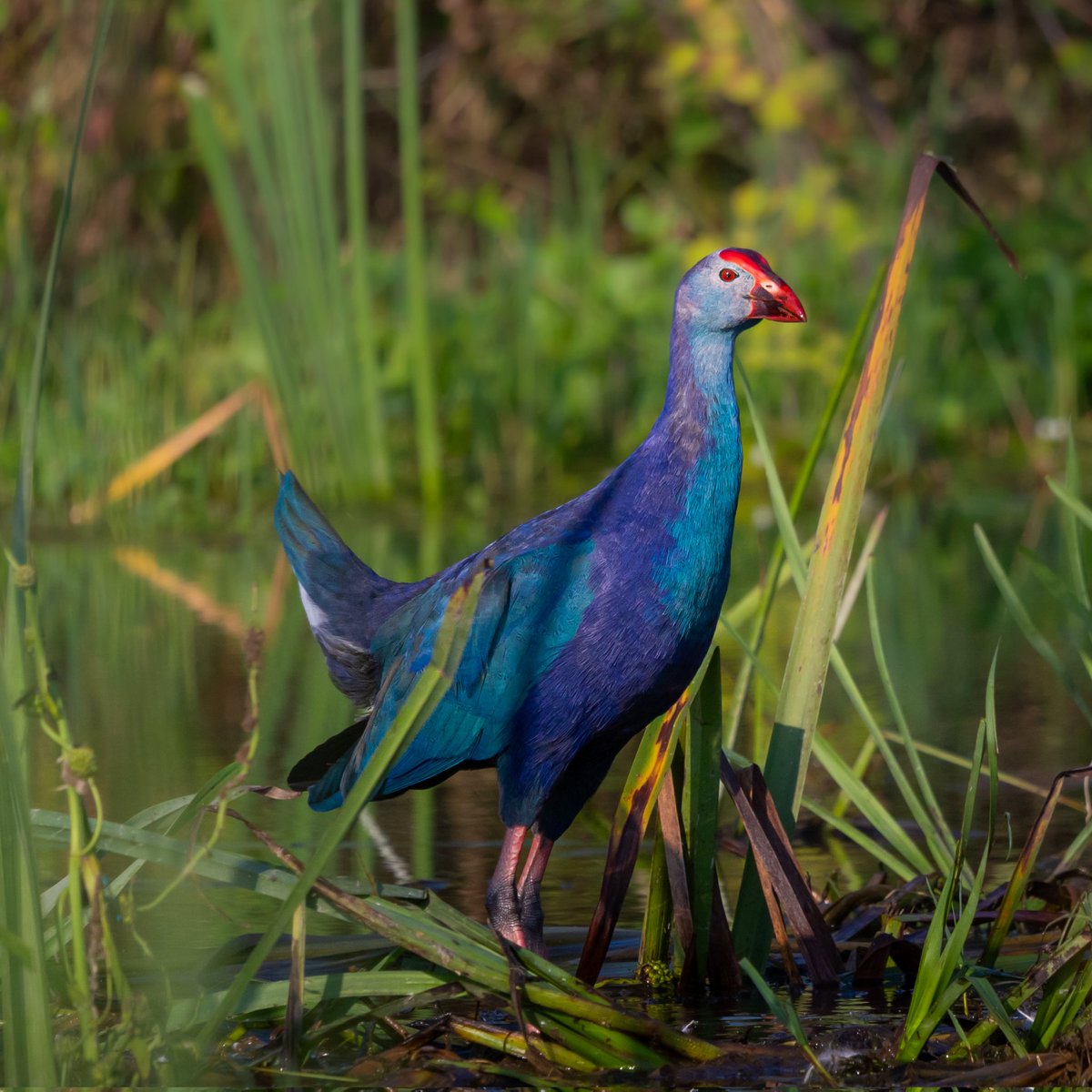 Samsun'un gülü.

Gri Başlı Sazhorozu
Purple Swamphen