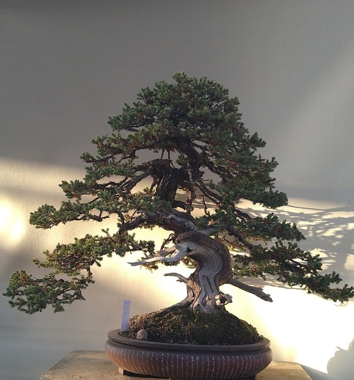bonsaihimawari's tweet photo. ソナレの大品盆栽、4〜５年の変化が見て取れます。時間が作り出す盆栽の美がここにある！そんな気がします。 https://t.co/A49wYBvtYW