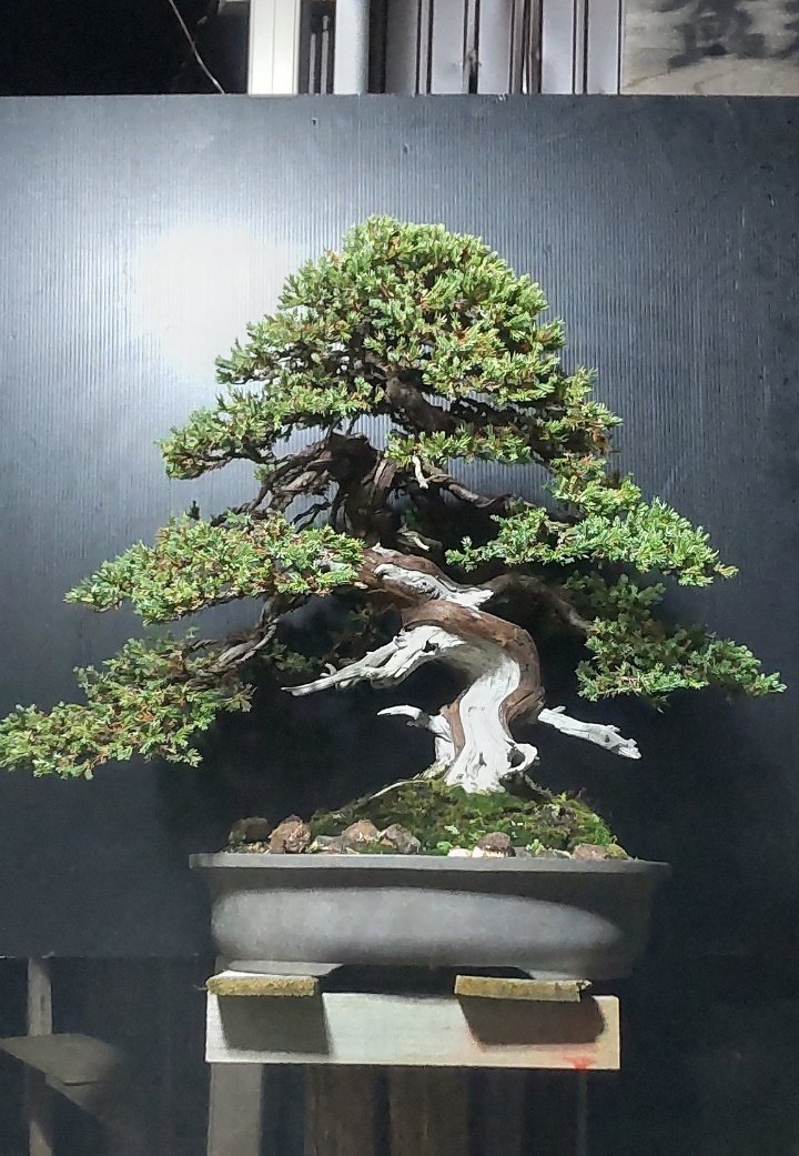 bonsaihimawari's tweet photo. ソナレの大品盆栽、4〜５年の変化が見て取れます。時間が作り出す盆栽の美がここにある！そんな気がします。 https://t.co/A49wYBvtYW