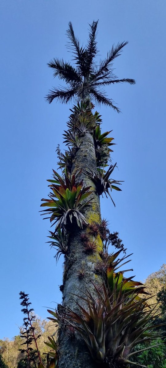 ¡Buenos días!  💚🍍

#bromelias #airplants #landscaping #plantasnativas #jardinería
