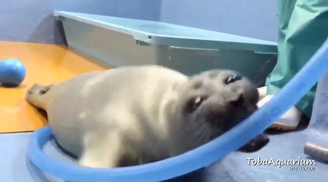 Kuurna0's tweet image. Sharks when you they see a fibre optic cable